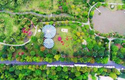 Khu rừng cọ Ecopark