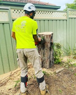 Tree Trimming