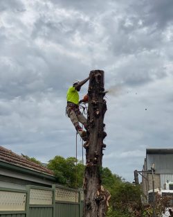 Tree Lopping Sydney