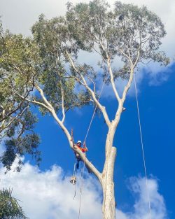 Arborists Sydney