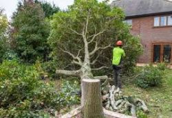 The Cost of Tree Removal in Sydney: What to Expect