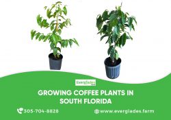 Growing Coffee Plants in South Florida