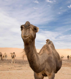 Desert Safari in Abu Dhabi