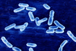 probiotic bioburden test