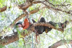 Mastering Tree Pruning in Sydney: The Art of Care