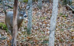 Tecate Creek Whitetails – Premier Texas Whitetail Deer Breeders