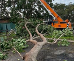 Tree Felling