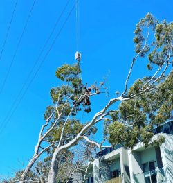 Tree Pruning Services