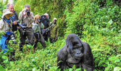 If you are looking for Uganda Gorilla Trekking