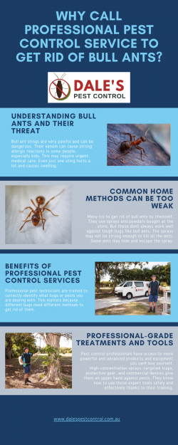 Why Call Professional Pest Control Service to Get Rid of Bull Ants?