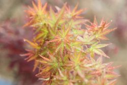 Acer Palmatum ‘Beni-Chidori'(Japanese Maple)