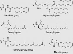 Lipopeptides