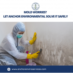 Mold Removal Company Taunton