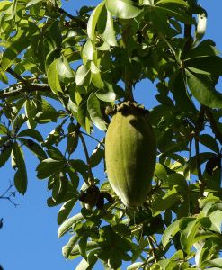 Baobab – Unrefined Carrier Oil