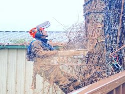 Arborists Sydney