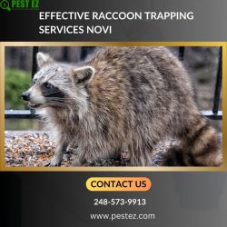 Effective Raccoon Trapping Services Novi