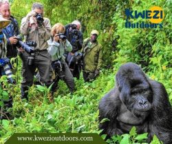 Gorilla Safaris