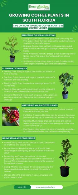 Growing Coffee Plants in South Florida