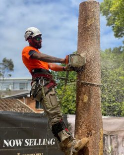 Tree Lopping Sydney