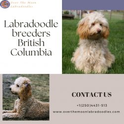 Labradoodle Breeders British Columbia