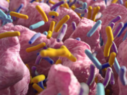 probiotics in bacterial infection