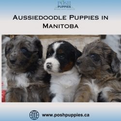 Aussiedoodle Puppies in Manitoba