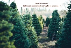 Buy Real Christmas Trees in London