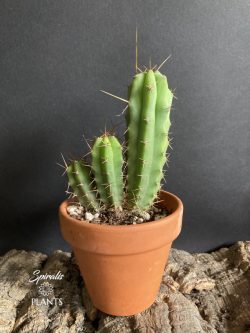 Thriving Peruvian Torch Cactus in UK Gardens: A Visual Journey