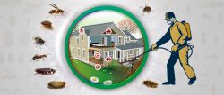 Fumigation Service in Karachi: Unmatched Quality and Precision