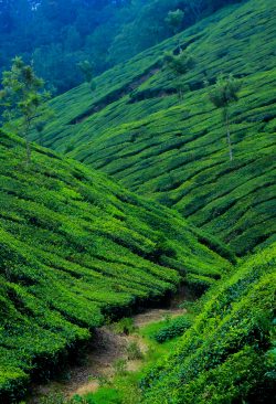 Kerala tour Packages from mumbai