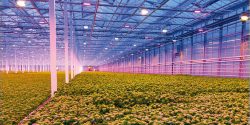 Garden Illumination: Embracing the Radiance of LED Grow Lights