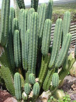 Explore our Diverse Collection of San Pedro Cacti for Sale