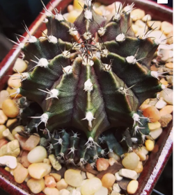 Gymnocalycium mihanovichii