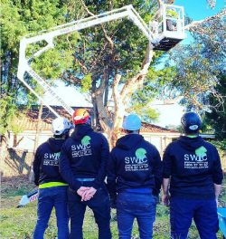 Tree Trimming