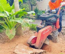 Tree Stump Removal