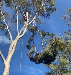 Tree Cutting Services