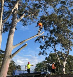 Tree Pruning Services