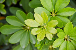 Jewel Orchid or Zanzibar Gem | Which Should I Choose For My Workspace Area