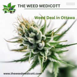 Weed Deal in Ottawa