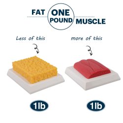 Ultrassist 1lb Body Fat and Muscle Replica, Brick