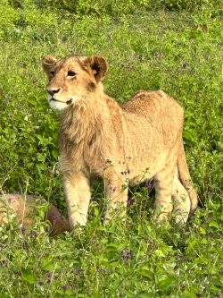 Wonderful Tanzania Northern Circuit Safari