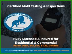 Mold Inspector