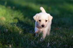 Bucks County Pet Sitting