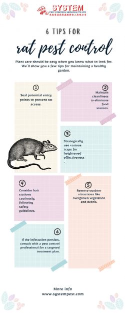 Rat Pest Control 101: Mastering the Art of Rodent Elimination