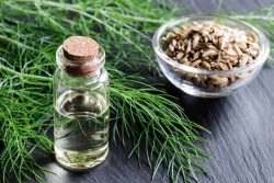 Uses of Fennel Seeds For Boosting Performance in Turkey