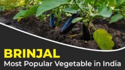 Brinjal: The King of Vegetables and Modern Farming with Tractors