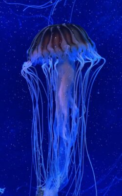 Live Jellyfish