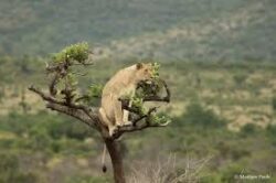 5 Ways of Travelling to Rwanda on Budget