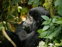 5 Days wildlife, Gorillas and Chimpanzee Trekking safari In Uganda