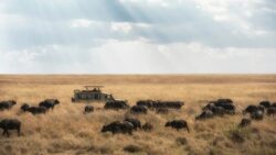 3 Days Tanzania Safari in Serengeti National Park